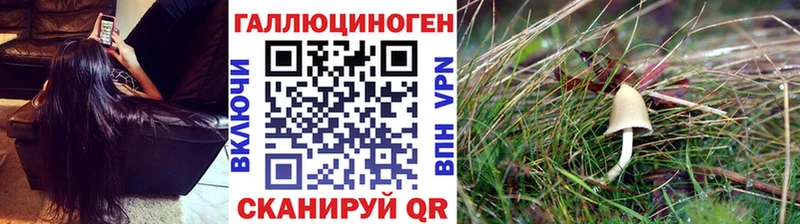 Псилоцибиновые грибы Psilocybine cubensis  Междуреченск 