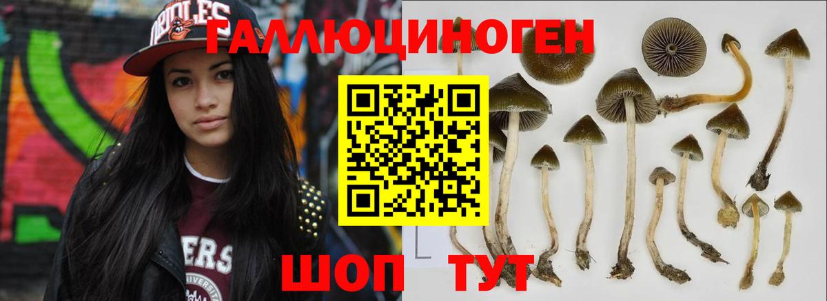 Галлюциногенные грибы Psilocybine cubensis  Вход с VPN  Псилоцибиновые грибы Cubensis  Междуреченск 